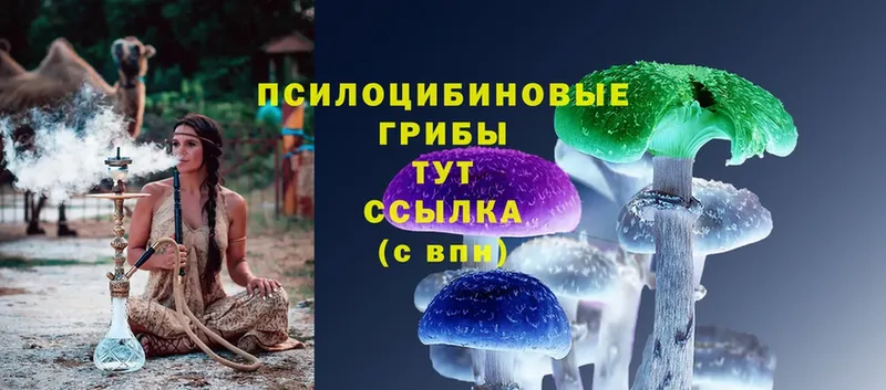 Галлюциногенные грибы Psilocybe  Боровск 